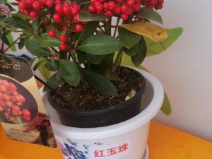 吃花核心含玉珠、吃花核心含玉珠，探寻自然奥秘