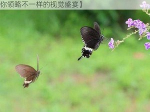 花蝴蝶免费视频直播【花蝴蝶免费视频直播：带你领略不一样的视觉盛宴】