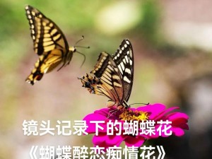 花蝴蝶全集电视剧在线观看、花蝴蝶全集电视剧在线观看——热门电视剧免费播放