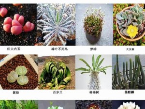 y1uan系列大全—y1uan 系列大全之植物图鉴