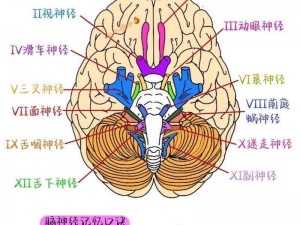 脑回路深度解析：电路图预览揭秘神经网络奇迹