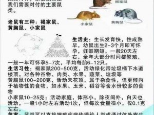 松鼠精准捕食与巧妙消灭猎物的策略解析