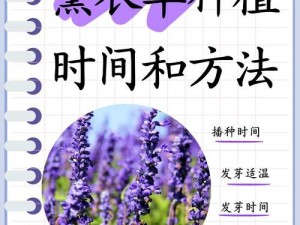 薰衣草研究所APP_如何通过薰衣草研究所 APP 学习薰衣草种植技术？