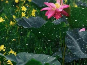 老人船上弄雨荷与普通版对比(老人船上弄雨荷与普通版有何不同？)