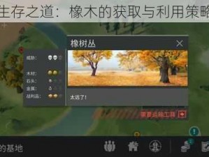 末日生存之道：橡木的获取与利用策略揭秘
