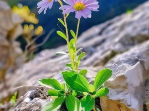 野花视频在线观看免费观看在线观看【野花视频在线观看免费高清版，无需注册即可在线观看】