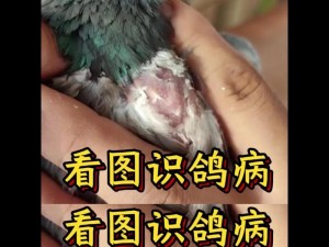 鹅鸭杀中鸽子感染状况揭秘：感染过程可否隐匿不现？感染者的特征剖析