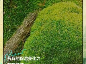 冰原守卫者中的青苔：神奇植物的功用揭秘与青苔作用详解