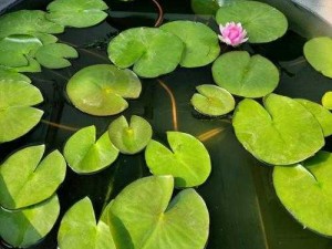 女人半夜莲花开大概时候几点、女人半夜莲花开是一种生理现象，通常在晚上 10 点至凌晨 2 点之间，具体时间因人而异