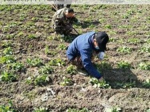 正确锄地姿势：提高劳作效率，减少身体负担与损伤，保护农民健康耕作之道