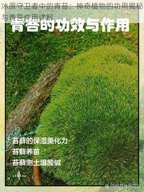 冰原守卫者中的青苔：神奇植物的功用揭秘与青苔作用详解