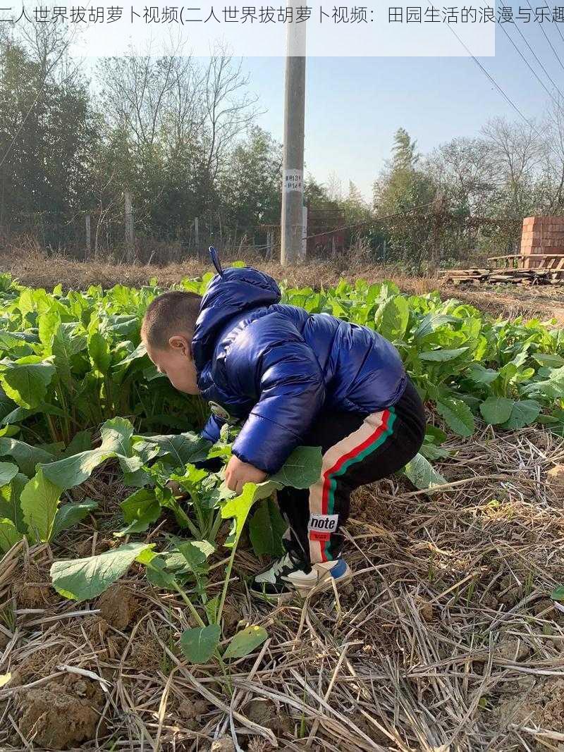 二人世界拔胡萝卜视频(二人世界拔胡萝卜视频：田园生活的浪漫与乐趣)