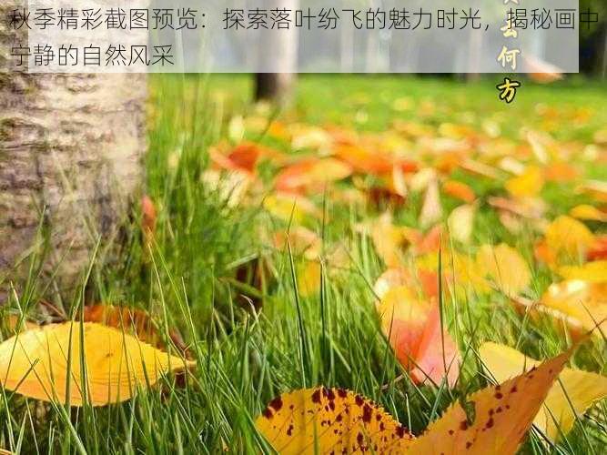 秋季精彩截图预览：探索落叶纷飞的魅力时光，揭秘画中宁静的自然风采