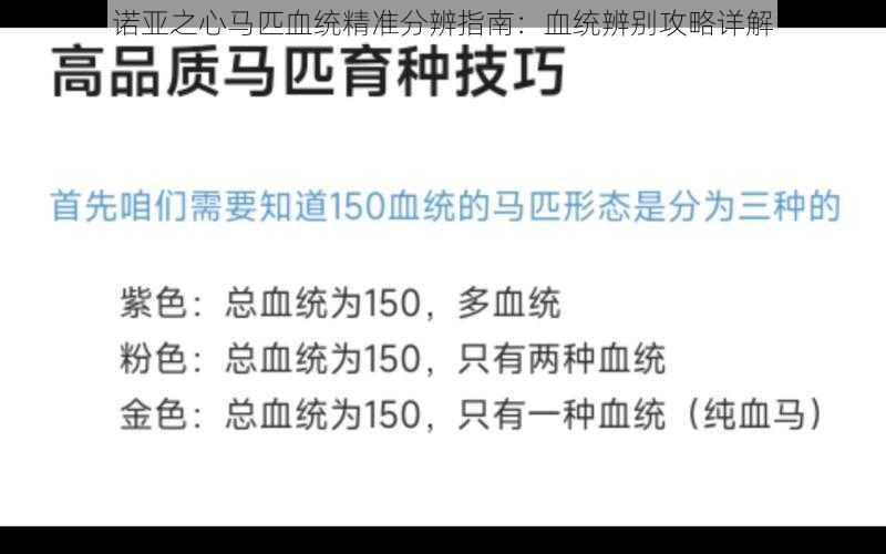 诺亚之心马匹血统精准分辨指南：血统辨别攻略详解