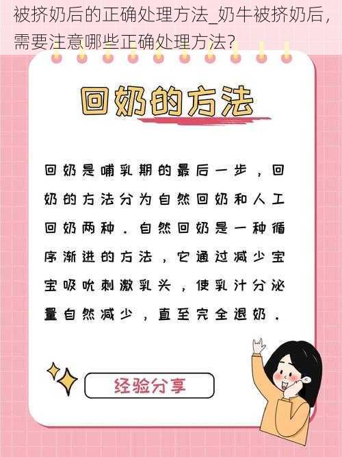 被挤奶后的正确处理方法_奶牛被挤奶后，需要注意哪些正确处理方法？