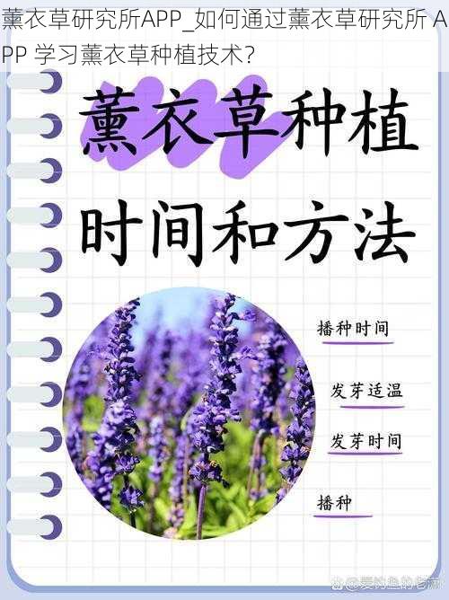 薰衣草研究所APP_如何通过薰衣草研究所 APP 学习薰衣草种植技术？