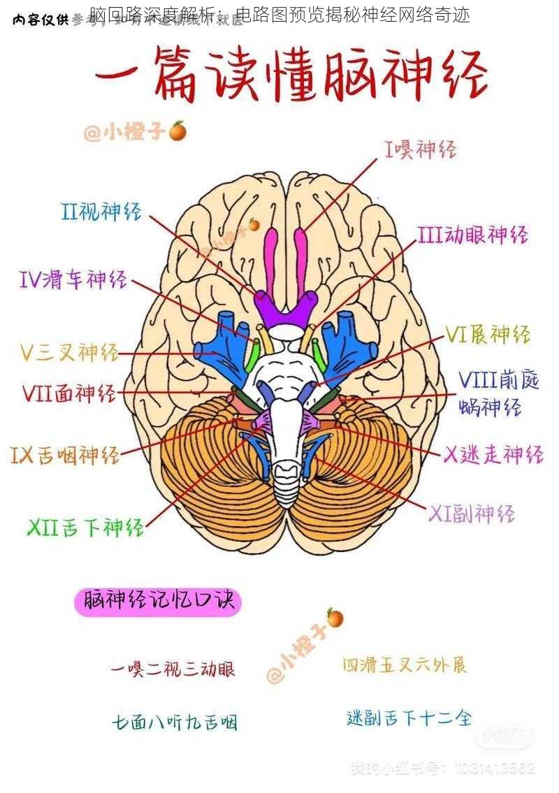 脑回路深度解析：电路图预览揭秘神经网络奇迹