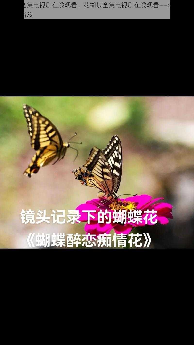 花蝴蝶全集电视剧在线观看、花蝴蝶全集电视剧在线观看——热门电视剧免费播放