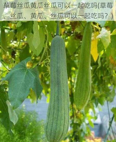 草莓丝瓜黄瓜丝瓜可以一起吃吗(草莓、丝瓜、黄瓜、丝瓜可以一起吃吗？)